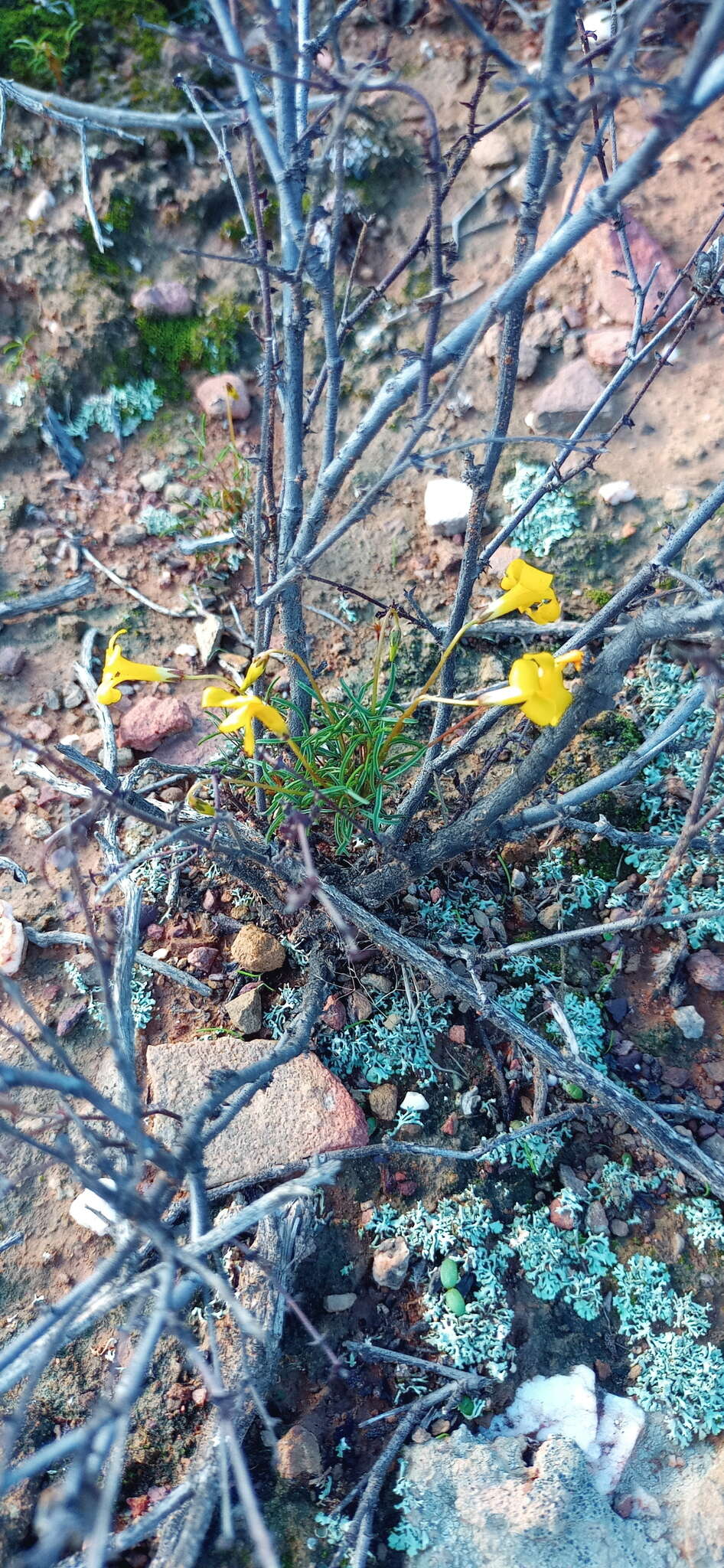 Sivun Oxalis leptogramma Salter kuva