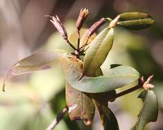 Image of Rhododendron keiskei Miq.