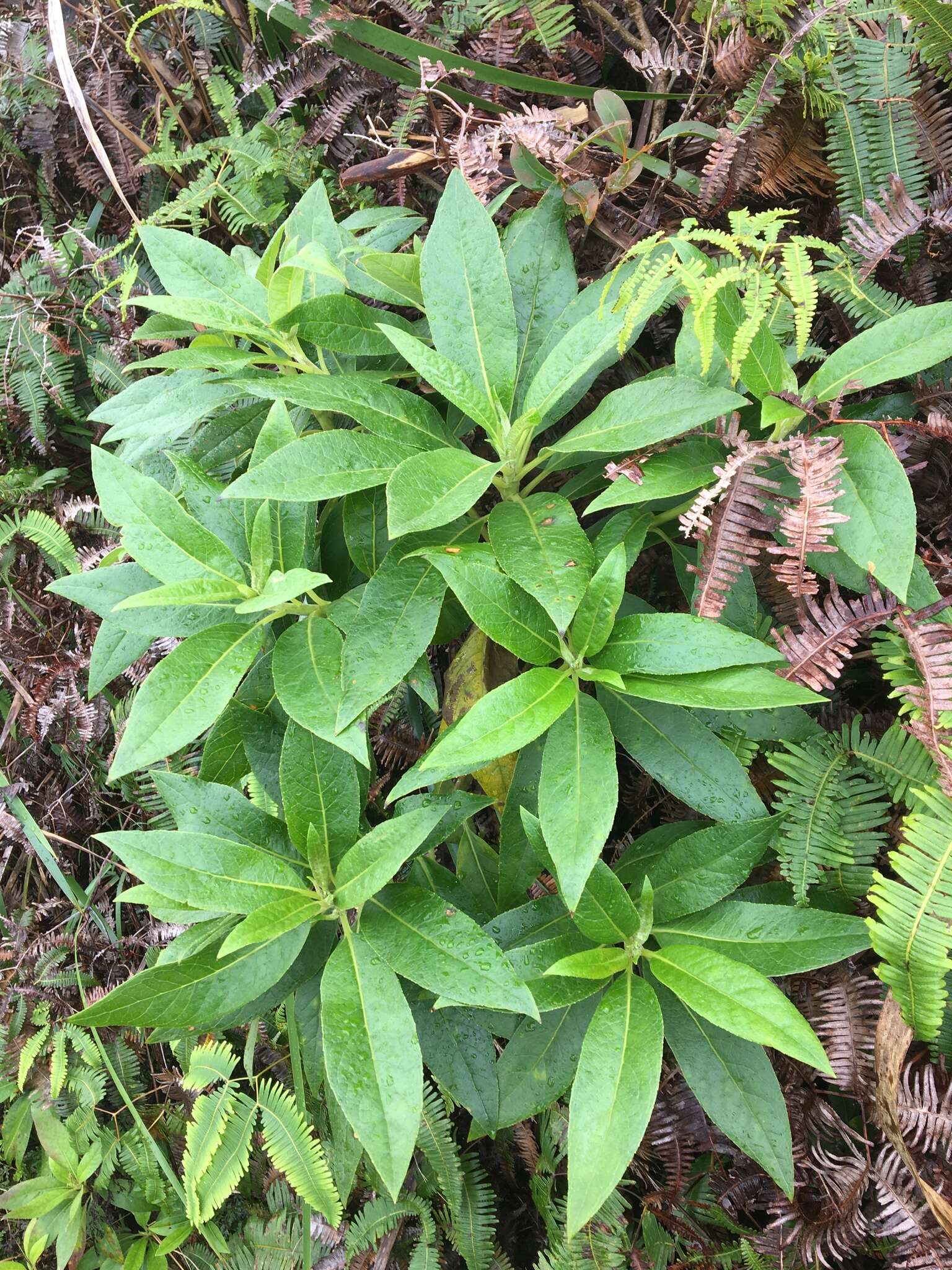 Imagem de Scaevola mollis Hook. & Arn.