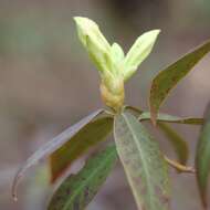 Image of Rhododendron keiskei Miq.