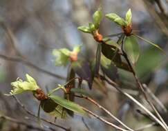 Image of Rhododendron keiskei Miq.