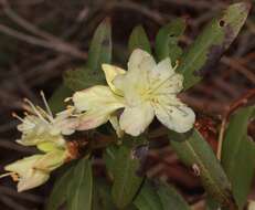 Image of Rhododendron keiskei Miq.