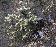 Image of Rhododendron keiskei Miq.