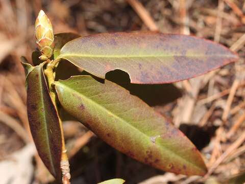 Image of Rhododendron keiskei Miq.