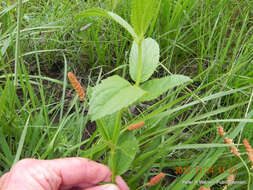 Image of Acalypha peduncularis Meisn. ex C. Krauss