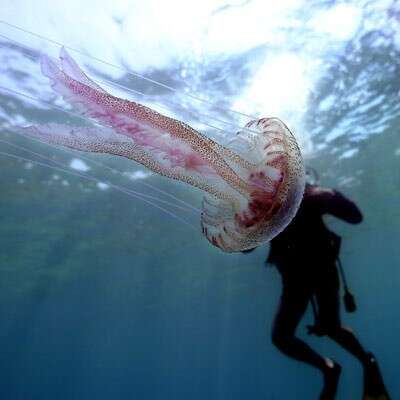 Image of Purplestriped jellyfishes