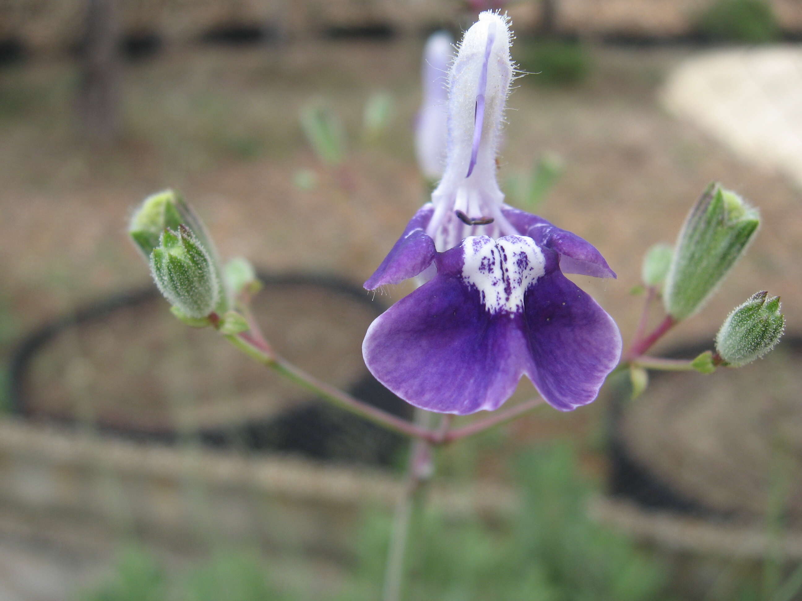 Salvia candelabrum Boiss. resmi