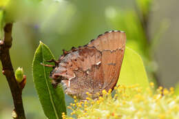 Imagem de Callophrys henrici margaretae