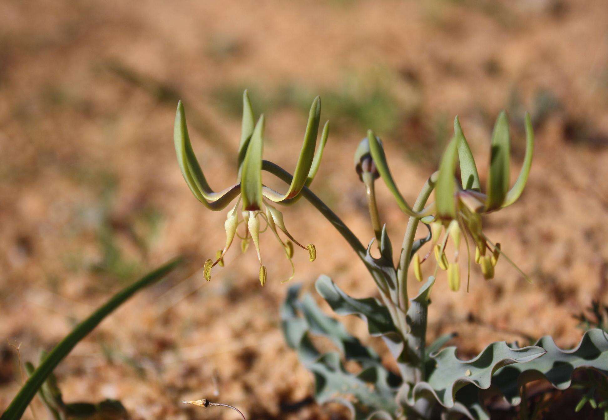 Imagem de Ornithoglossum gracile B. Nord.