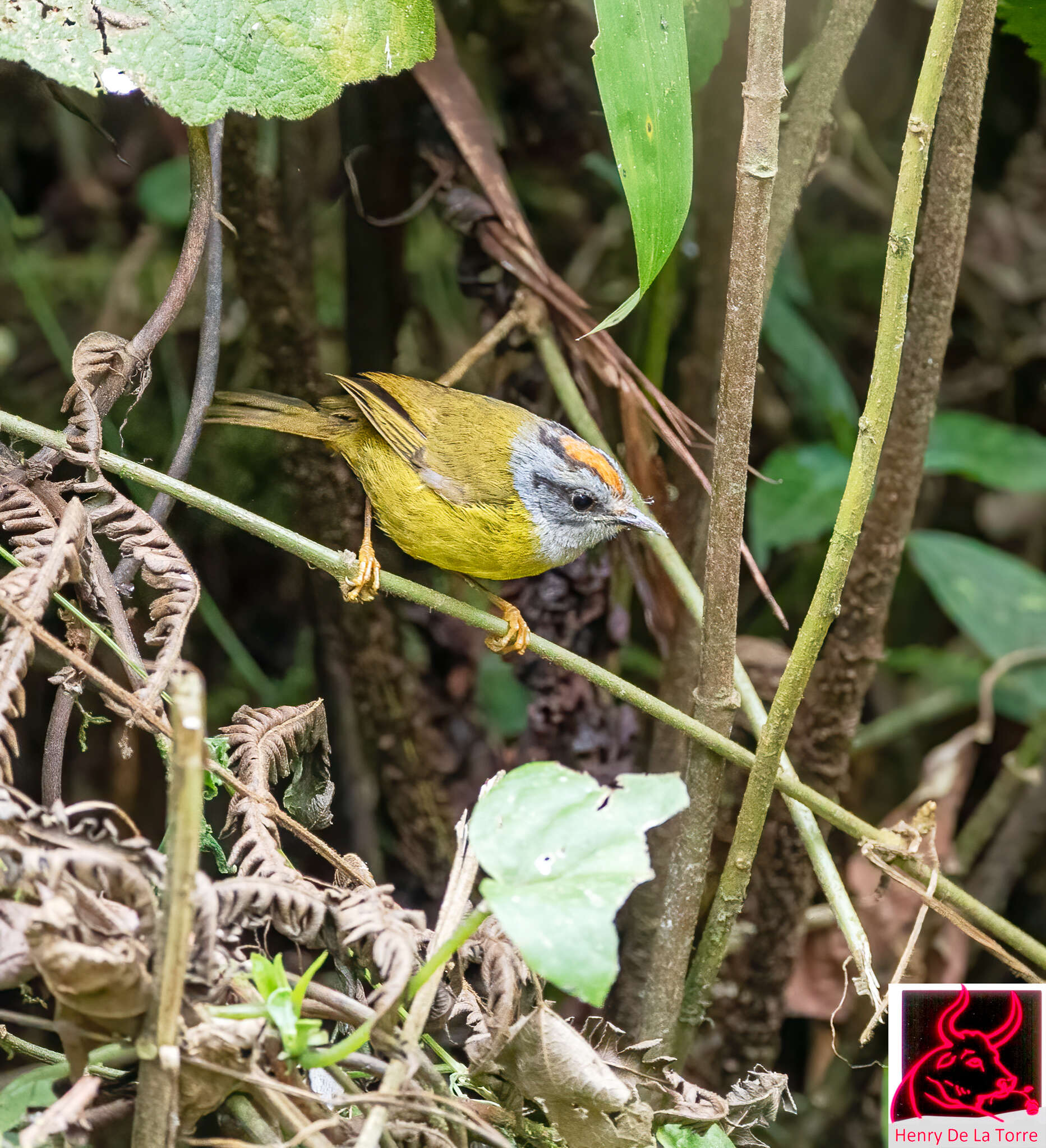 Myiothlypis coronata (Tschudi 1844)的圖片