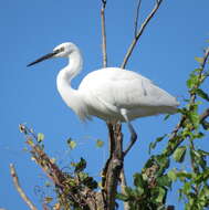 Image of Little Egret