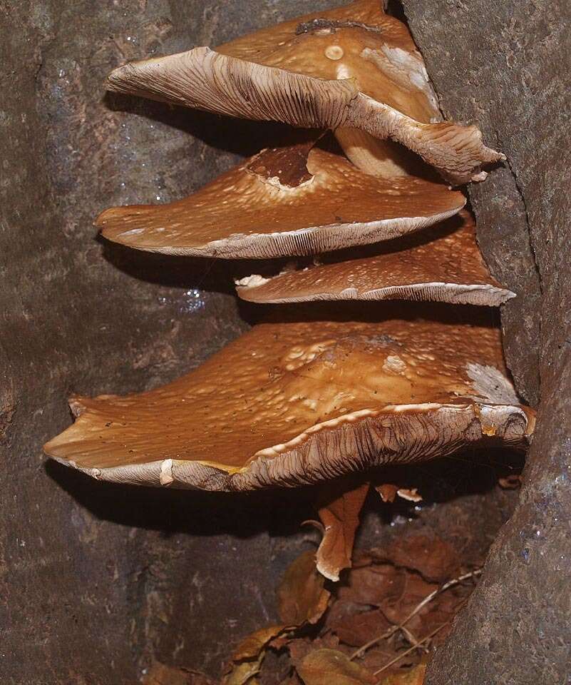 Image of Cyclocybe parasitica (G. Stev.) Vizzini 2014