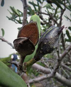 Image of Hakea clavata Labill.