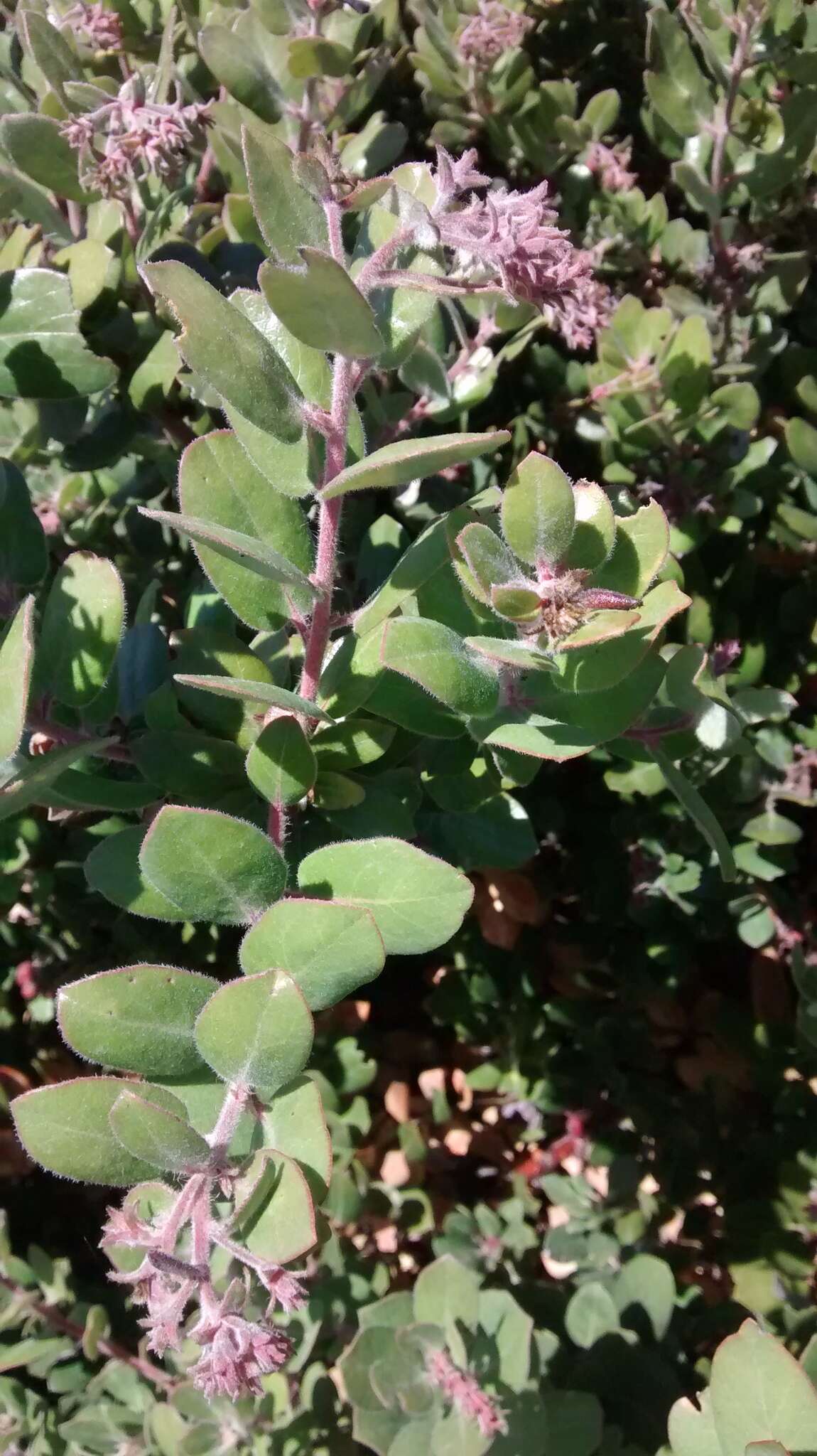 Image of woollyleaf manzanita