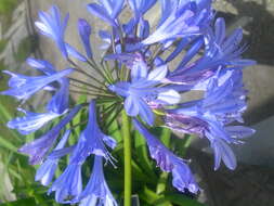 Image of Agapanthus inapertus Beauverd