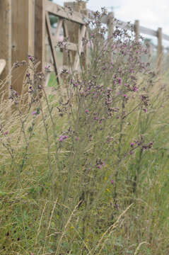 Imagem de Cirsium palustre (L.) Scop.