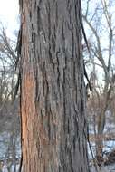 Image of shagbark hickory