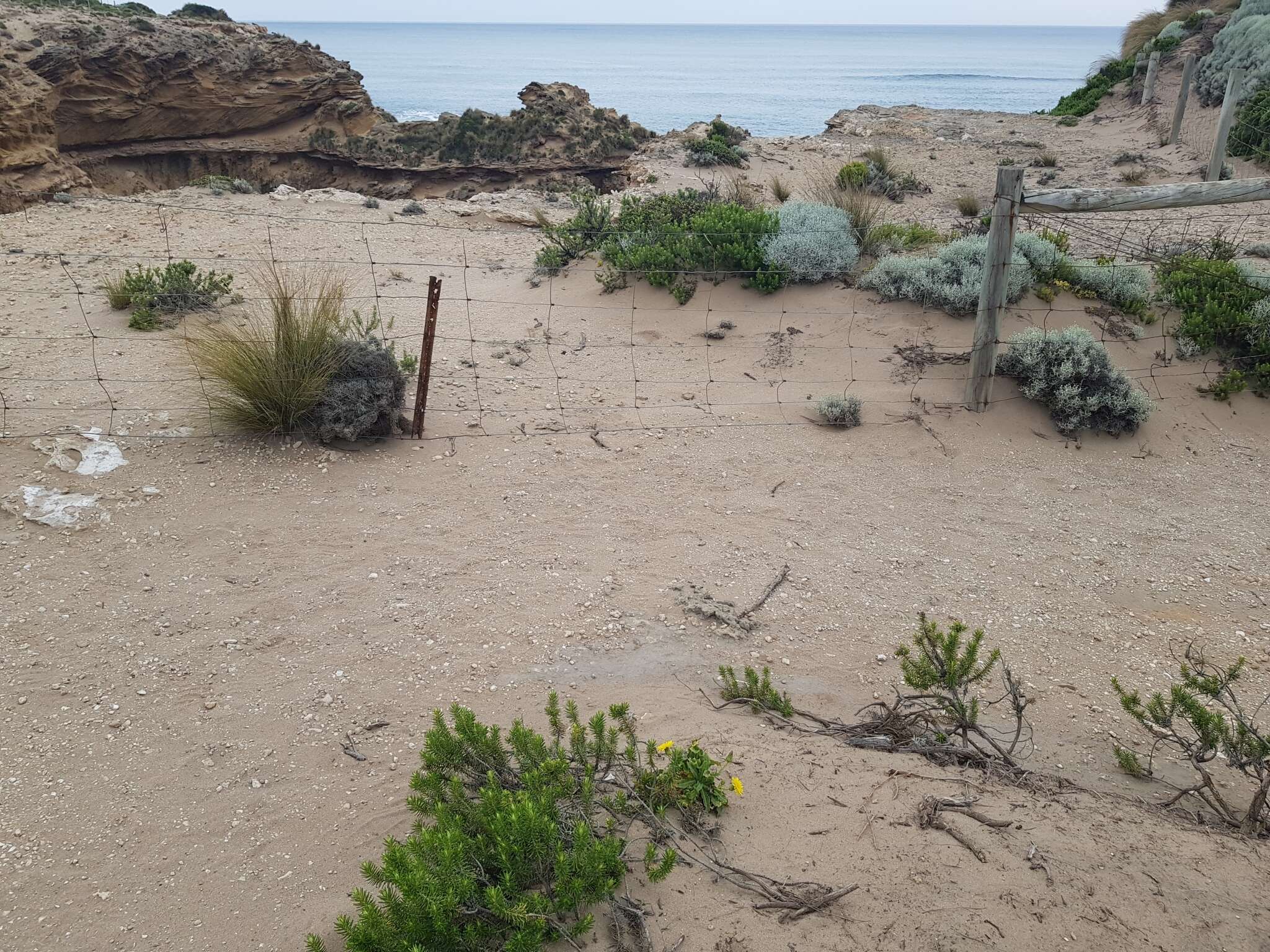 Sonchus megalocarpus (Hook. fil.) J. Black resmi