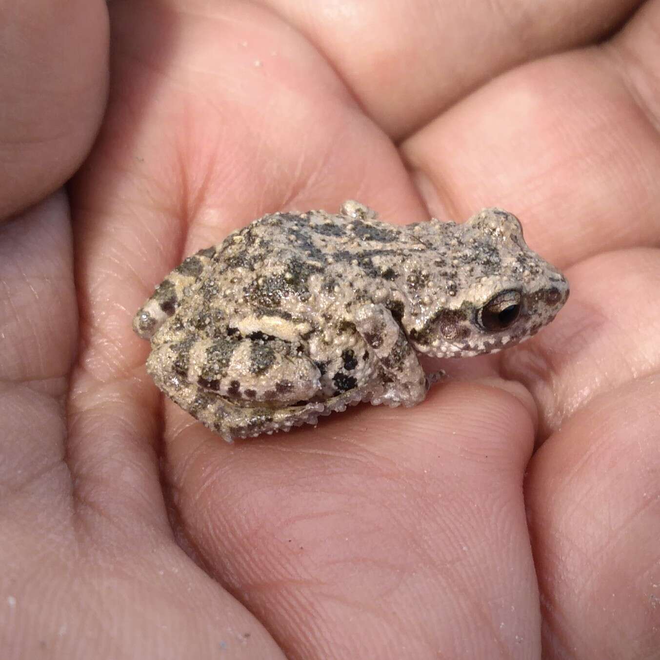 Image of Eleutherodactylus nitidus (Peters 1870)