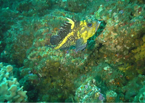 Image of China rockfish