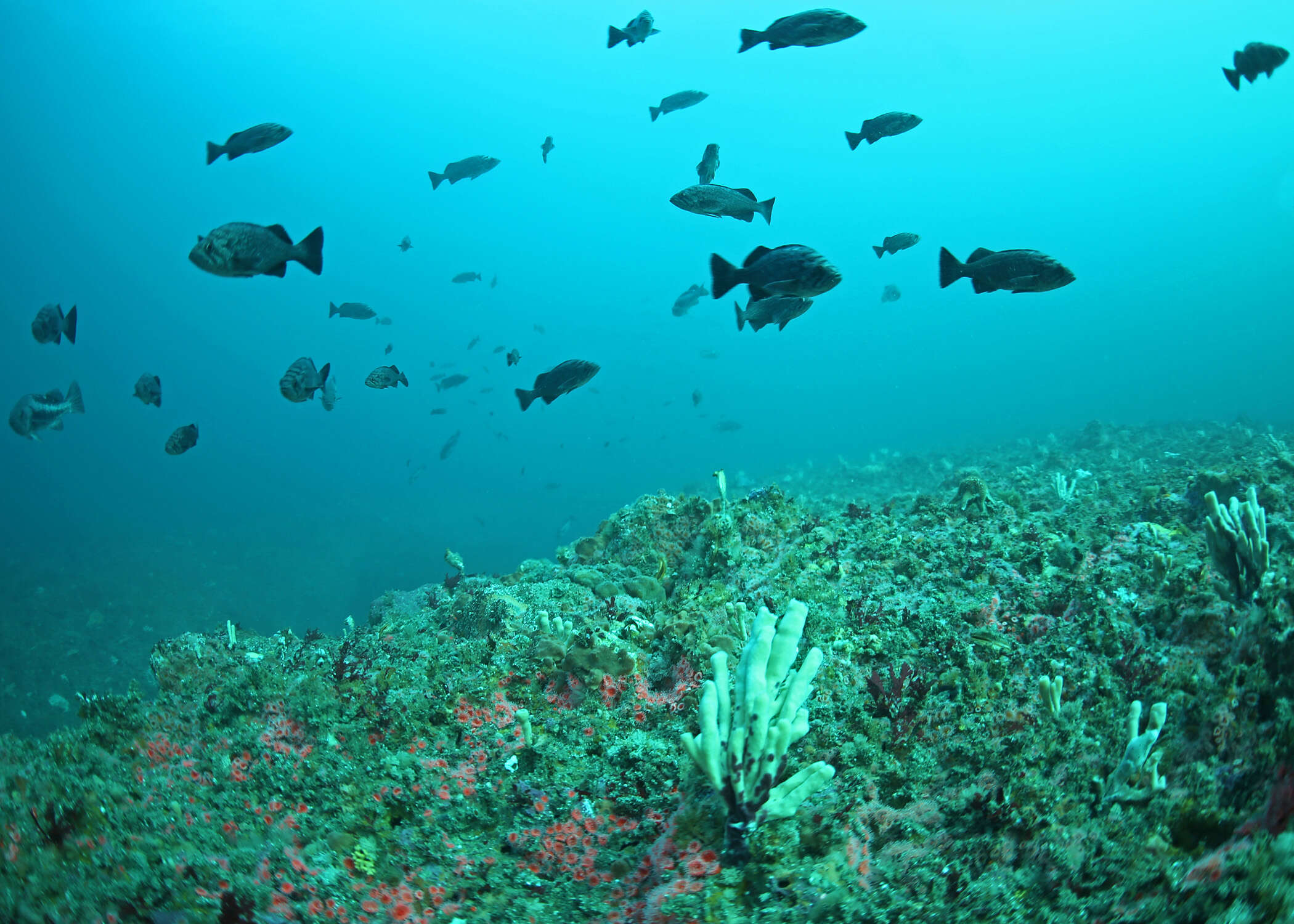 Image of Blue rockfish