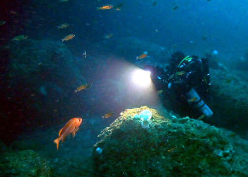 Image of Canary rockfish