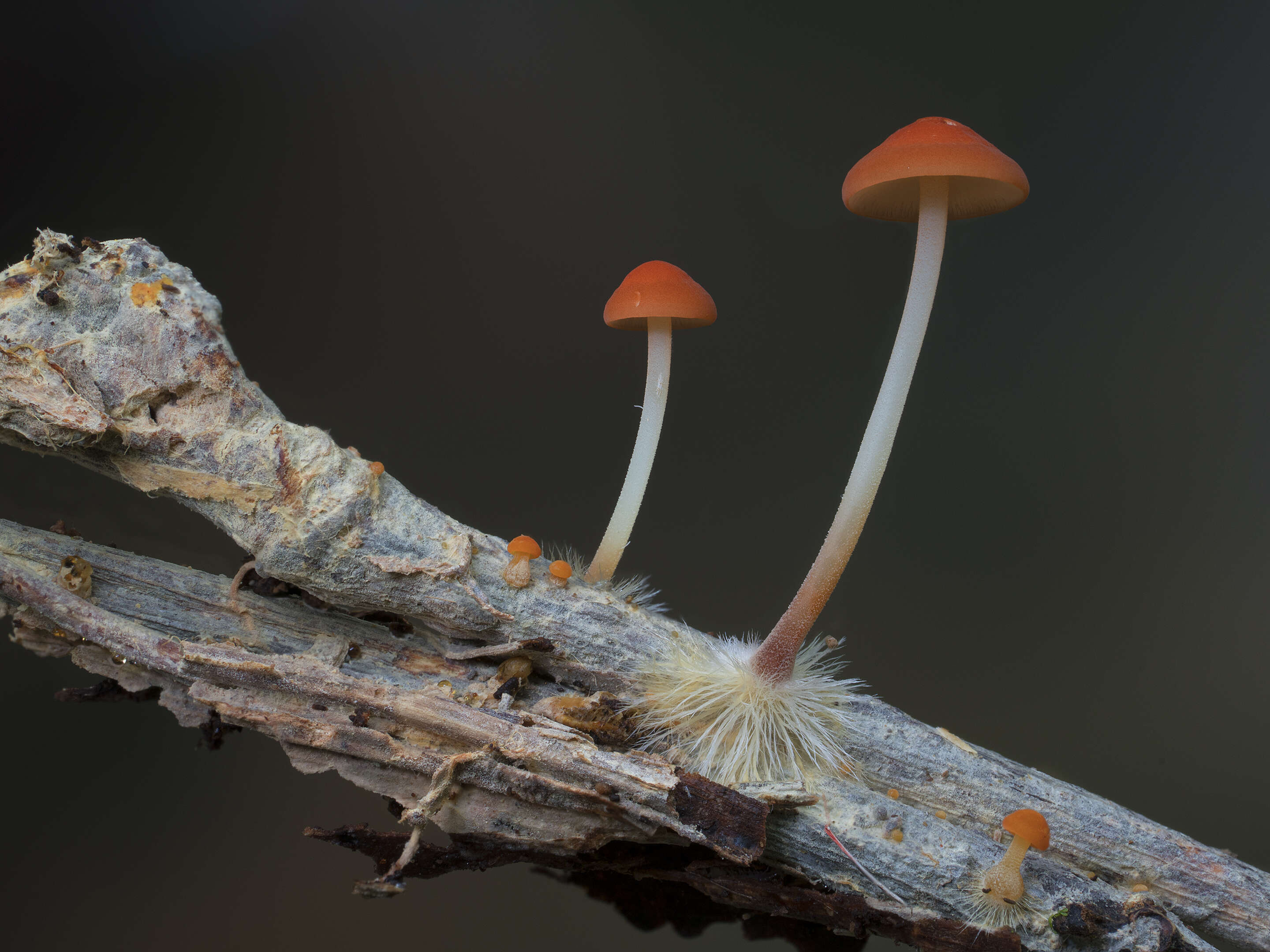 Image of Marasmius elegans (Cleland) Grgur. 1997