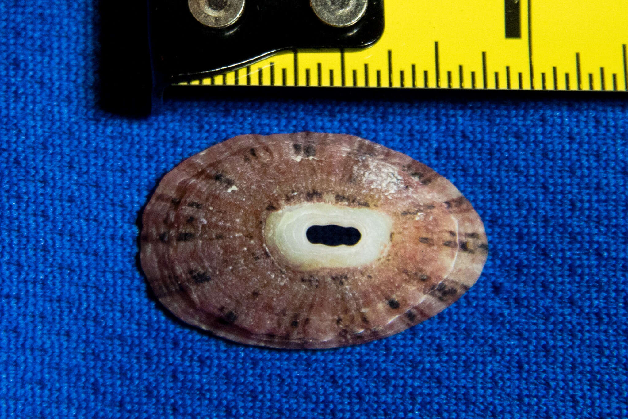 Image of volcano keyhole limpet