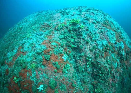 Image of Strawberry anemone