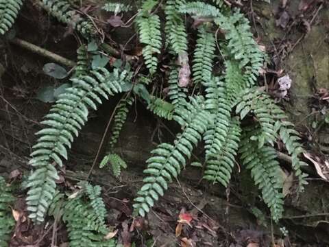 Image of Bolbitis rhizophylla (Kaulf.) Hennipman