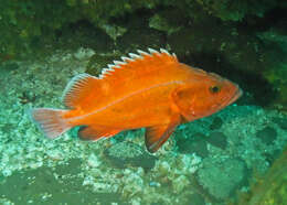 Image of Yelloweye rockfish