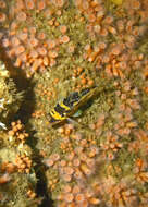 Image of China rockfish