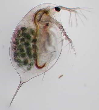 Image of long-tailed waterflea