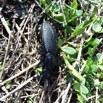 Image of Carabus (Procrustes) coriaceus rugifer (Kraatz 1877)