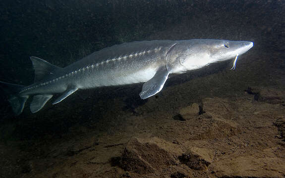 Image of White Sturgeon