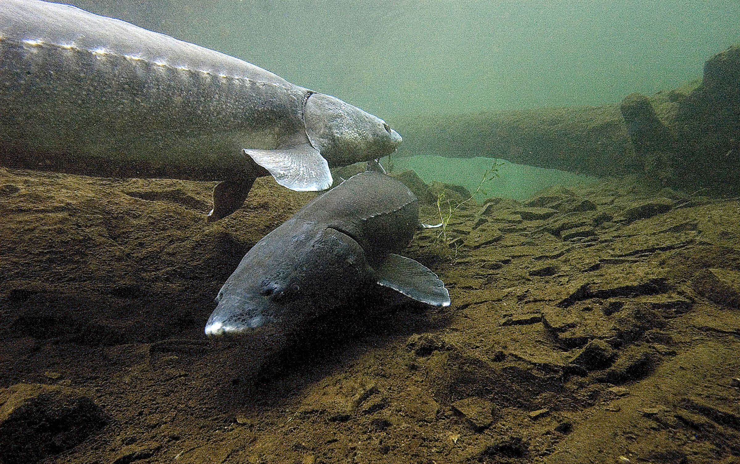 Image of White Sturgeon