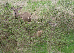 Image of Columbian white-tailed deer