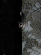 Image of Tate's Woolly Mouse Opossum