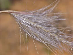 Image of Andropogon eucomus Nees