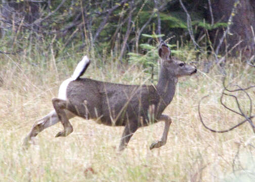 Image of Columbian black-tailed deer