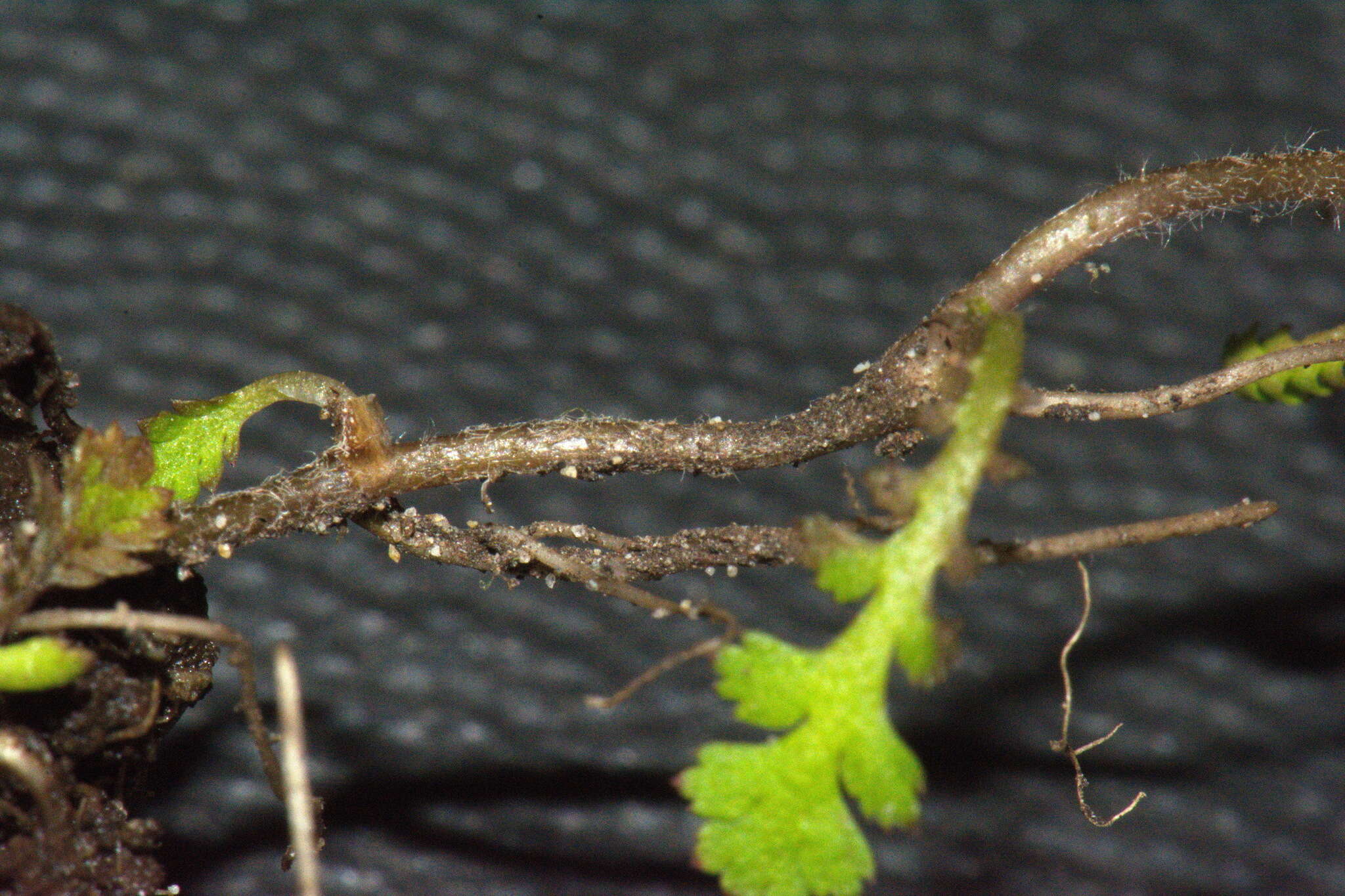 Image of Leptinella dispersa subsp. rupestris (D. Lloyd) D. G. Lloyd & C. J. Webb