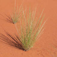 Image of Aristida holathera Domin