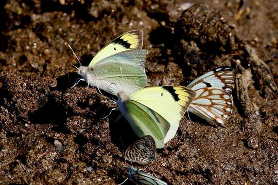 Imagem de Teracolus subfasciatus Swainson 1833