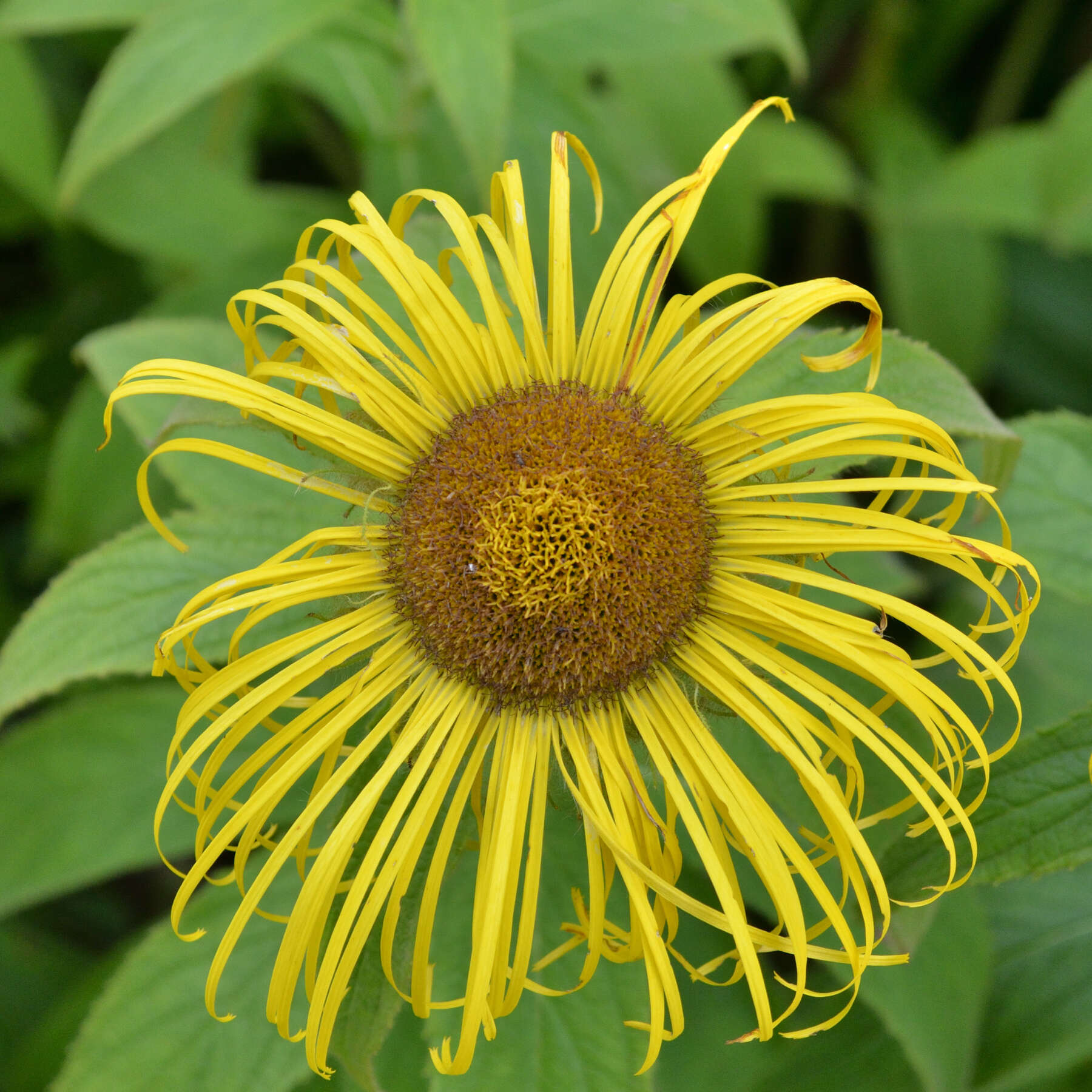 Image of Hooker's inula