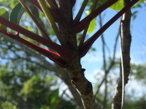 Image of poison sumac