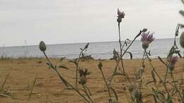 Image of Centaurea odessana Prodan