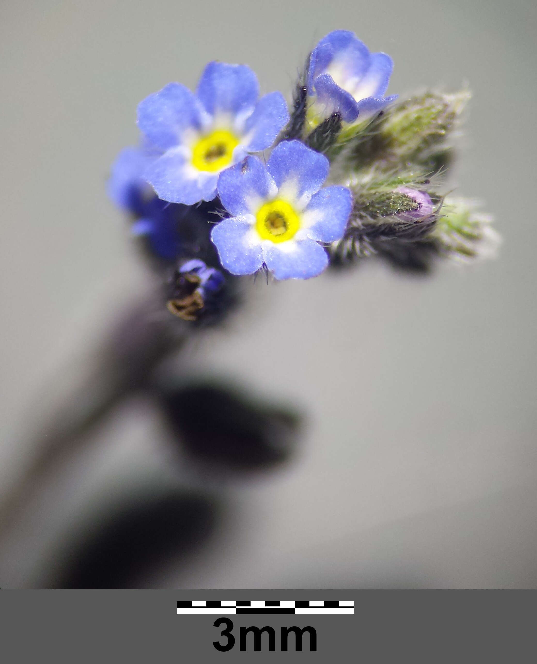 Image of Early Forget-me-not