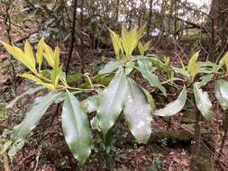 Слика од Illicium anisatum L.