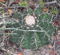 Image of Few-spined Turk's-cap Cactus