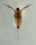 Image of long-tailed waterflea